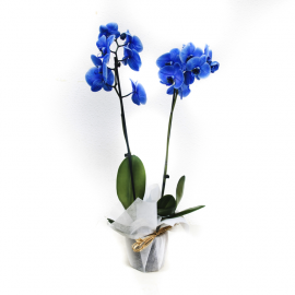 Orquídea azul