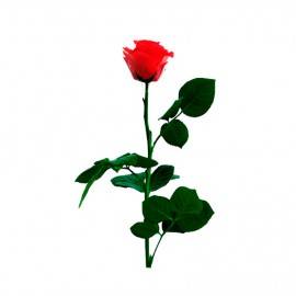 Rosa mini eterna preservada