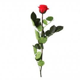 Rosa eterna preservada