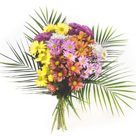 Margaritas de colores