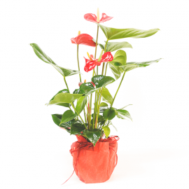 Anthurium rojo