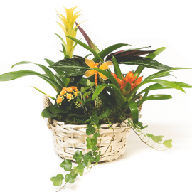 Cesta de plantas variadas