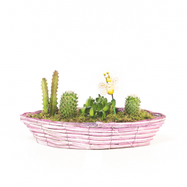 Composición de cactus