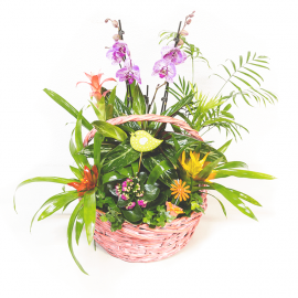 Cesta de plantas naturales