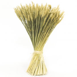 Trigo tratado natural