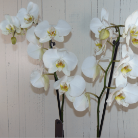 Planta de orquídea blanca