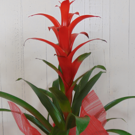 Planta guzmania roja