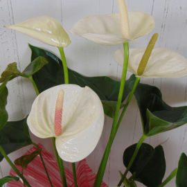 Planta anthurium blanco