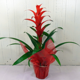 Guzmania grande
