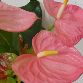 Planta de anthurium rosa