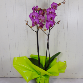 Orquídea morada