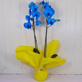 Orquídea azul