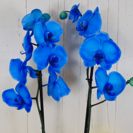 Orquídea azul