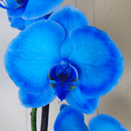 Orquídea azul