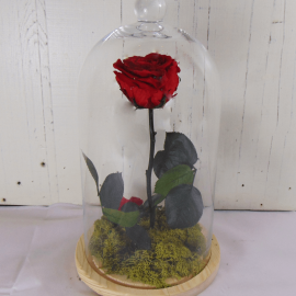 Rosa eterna en cúpula