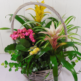 Foto cesta de plantas