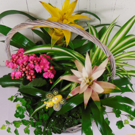 Composición de plantas variadas