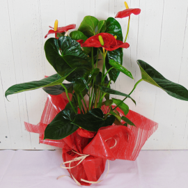 Anthurium rojo