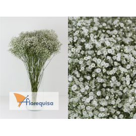 Paniculata (paquete)